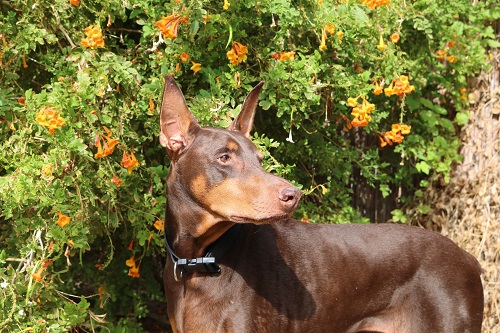 Can a Doberman harness save your dog from choking?
