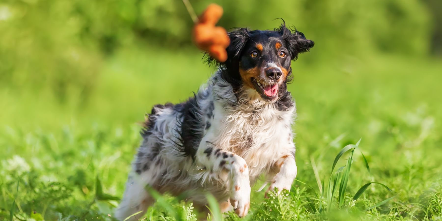 How to DIY a Flirt Pole for Dogs